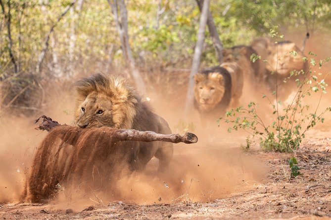 Lion & Wildlife Sanctuary Excursion Victoria Falls - Guides make a real difference