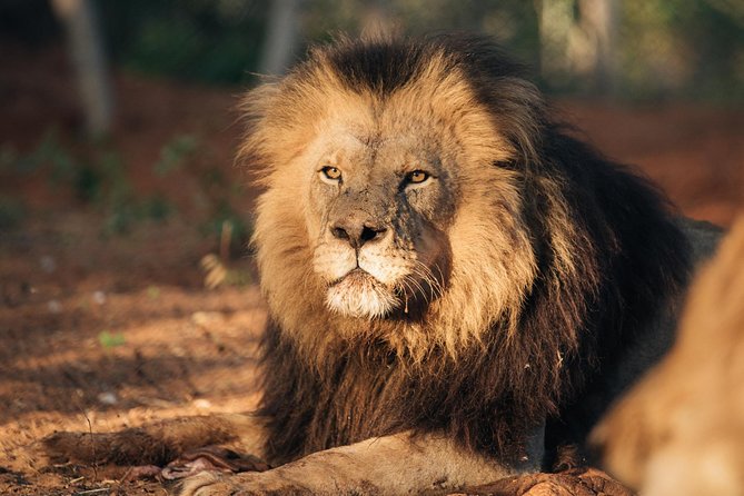Lion & Wildlife Sanctuary Excursion Victoria Falls - Who will enjoy this most?
