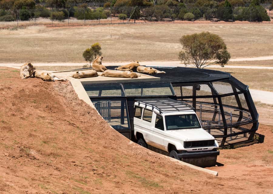Lions 360 Experience and a Day at Monarto Safari Park - Key points to know before booking