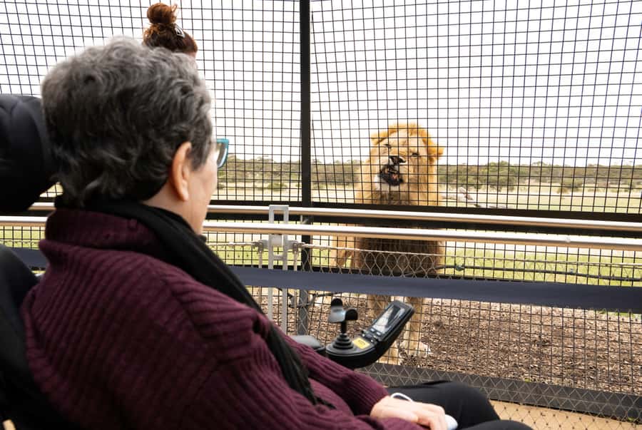 Lions 360 Experience and a Day at Monarto Safari Park - Why Lions 360 feels different from a normal zoo visit