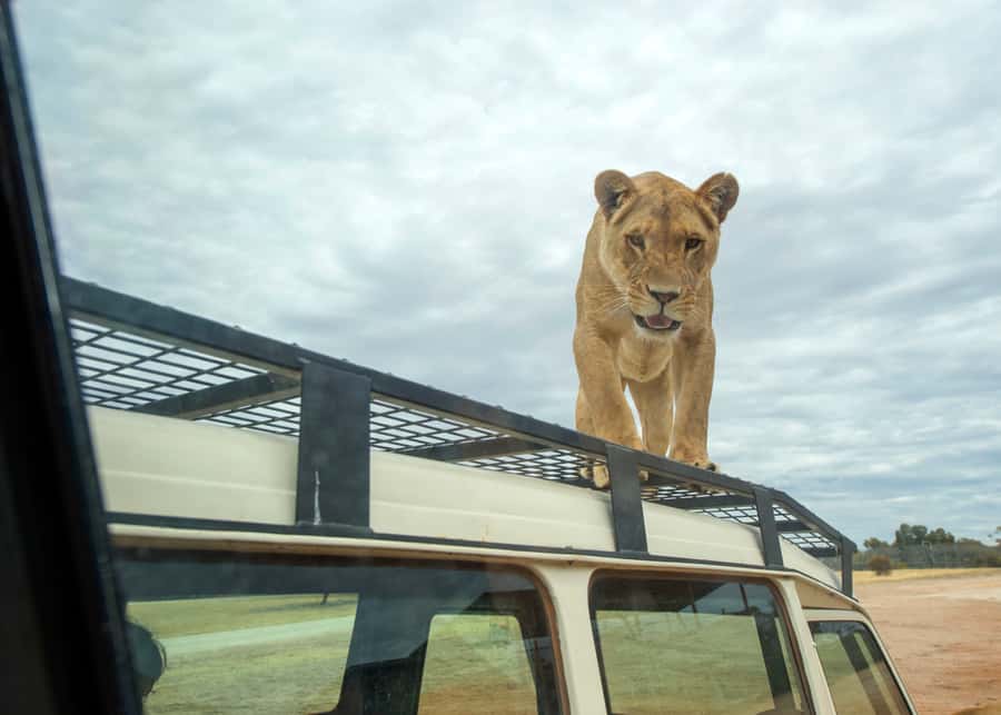 Lions 360 Experience and a Day at Monarto Safari Park - A full day among open-range animals