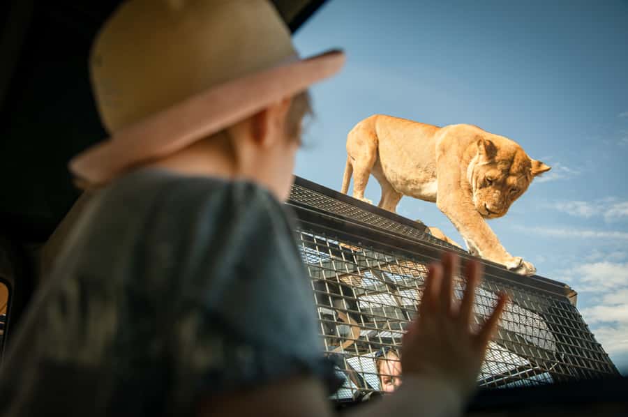 Lions 360 Experience and a Day at Monarto Safari Park - Your arrival at the Information Hut