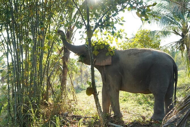 LIVING GREEN ELEPHANT SANCTUARY Chonburi - Key points at a glance