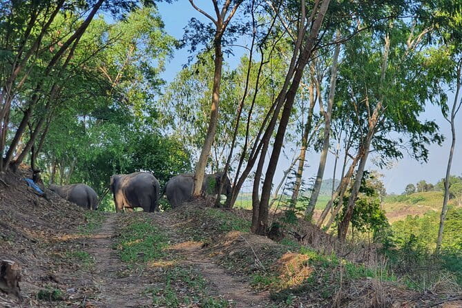 LIVING GREEN ELEPHANT SANCTUARY Chonburi - Why this elephant visit feels different