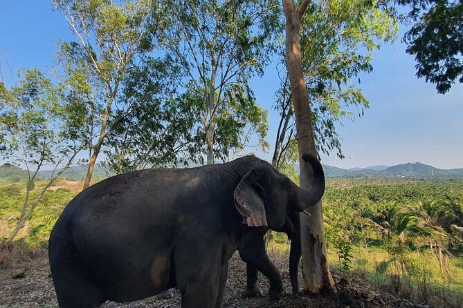 LIVING GREEN ELEPHANT SANCTUARY Chonburi - Changing into a Mo Hom shirt