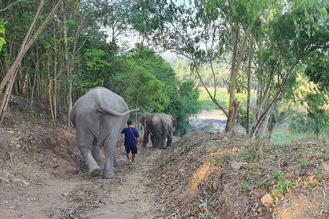 LIVING GREEN ELEPHANT SANCTUARY Chonburi - Bathing time in the watering hole