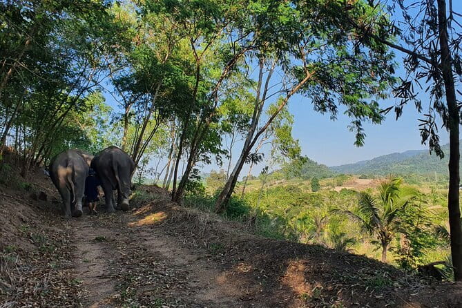 LIVING GREEN ELEPHANT SANCTUARY Chonburi - The early ride from Bangkok or Pattaya