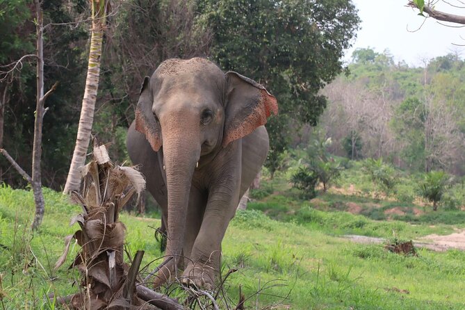 Living Green Elephant Sanctuary Experience near Bangkok & Pattaya - What this elephant visit is really about