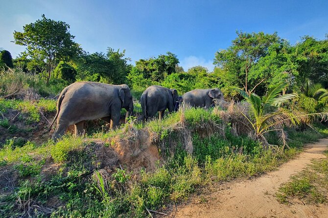 Living Green Elephant Sanctuary Experience near Bangkok & Pattaya - Arrival, shirts, and the first elephant briefing