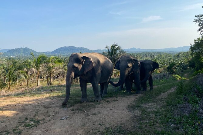 Living Green Elephant Sanctuary Experience near Bangkok & Pattaya - Feeding and watching natural behavior
