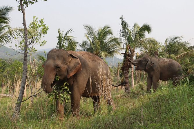 Living Green Elephant Sanctuary Experience near Bangkok & Pattaya - The mountain walk and the 180-degree view