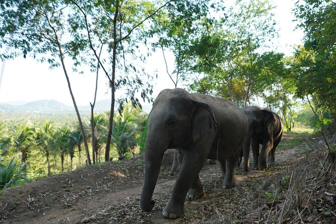 Living Green Elephant Sanctuary Experience near Bangkok & Pattaya - Water time: meaningful contact or too much interaction?