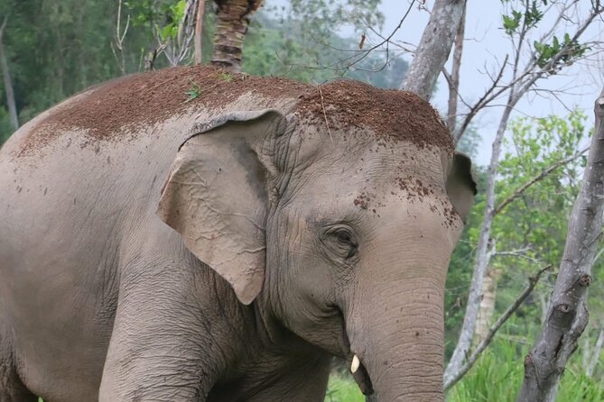 Living Green Elephant Sanctuary Experience near Bangkok & Pattaya - Lunch, photographs, and the pace of the afternoon
