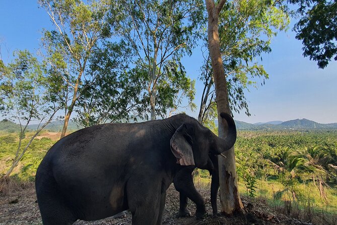 Living Green Elephant Sanctuary Experience near Bangkok & Pattaya - Is $55.41 a fair price?