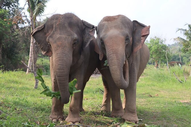 Living Green Elephant Sanctuary Experience near Bangkok & Pattaya - The journey from Bangkok can decide your day