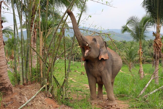Living Green Elephant Sanctuary Tour from Bangkok and Pattaya - The trip from Bangkok to Chonburi