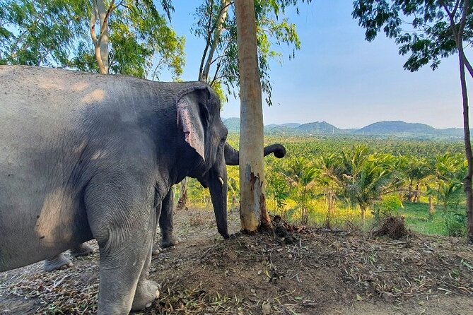 Living Green Elephant Sanctuary Tour from Bangkok and Pattaya - Feeding, walking, and watching the elephants
