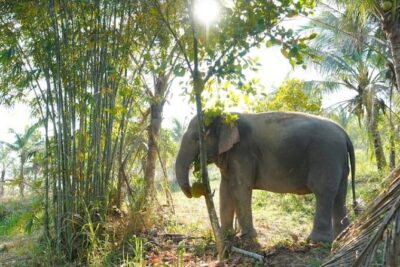 Living Green Elephant Sanctuary Tour from Bangkok and Pattaya