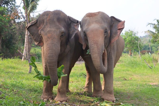 Living Green Elephant Sanctuary Tour from Bangkok and Pattaya - Lunch is simple, filling, and included