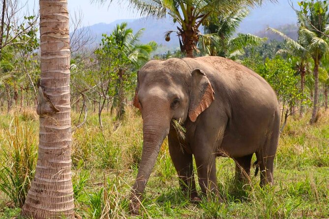 Living Green Elephant Sanctuary Tour from Bangkok and Pattaya - What the $55.09 price really covers