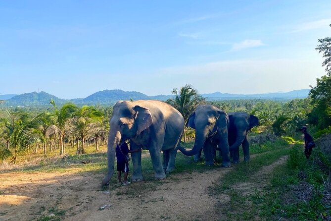 Living Green Elephant Sanctuary Tour from Bangkok and Pattaya - The ethical question you should ask before booking
