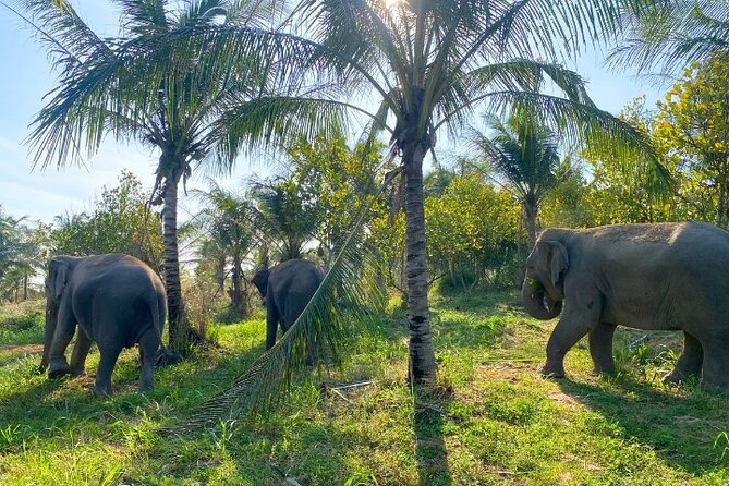 Living Green Elephant Sanctuary Tour from Bangkok and Pattaya - Practical packing advice for a comfortable day