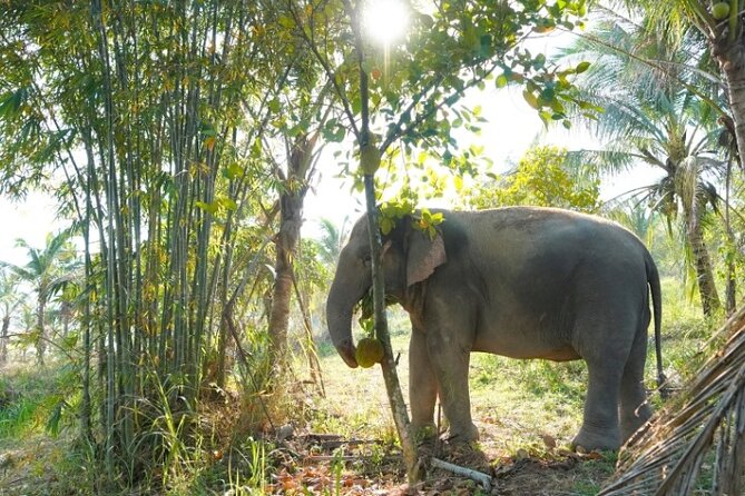Living Green Elephant Sanctuary Tour from Bangkok and Pattaya - Entering the 100-rai elephant sanctuary