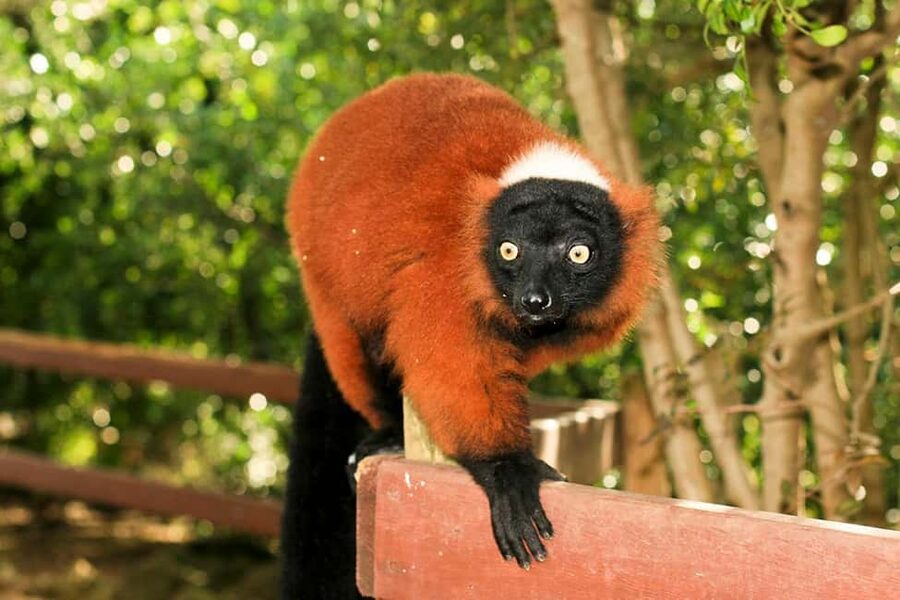 Lloc de Menorca Animal Park: Wildlife & Nature Experience - What kind of animal park is Lloc de Menorca?
