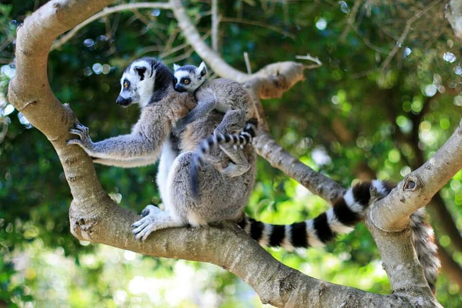 Lloc de Menorca Animal Park: Wildlife & Nature Experience - Starting with the lemurs