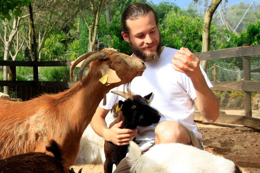 Lloc de Menorca Animal Park: Wildlife & Nature Experience - Feeding dwarf goats in the petting zoo