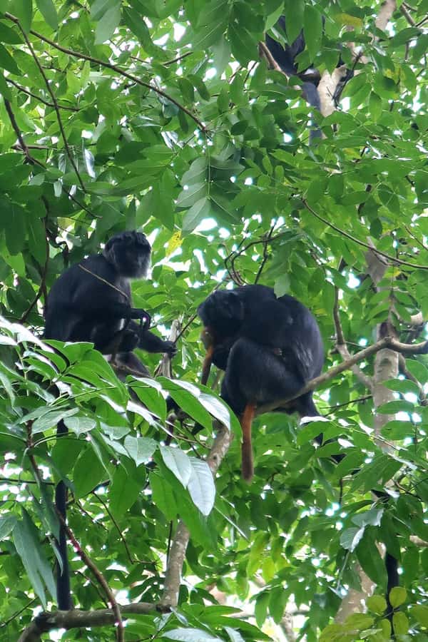Lombok: Tetebatu Walking Tour with Monkey Forest & Waterfall - Lunch at a local home, with one detail to confirm