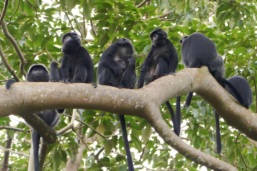 Lombok: Tetebatu Walking Tour with Monkey Forest & Waterfall - How to prepare for a comfortable day