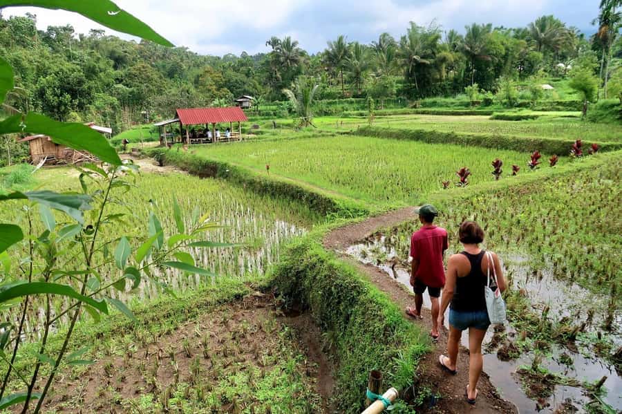 Lombok: Tetebatu Walking Tour with Monkey Forest & Waterfall - Who will enjoy this Tetebatu day most?
