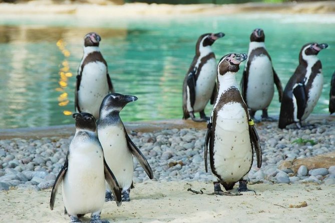 London Zoo: Entry Ticket - Key points at a glance