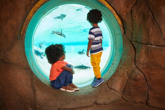 London Zoo: Entry Ticket - Penguin Beach is one of the easiest wins