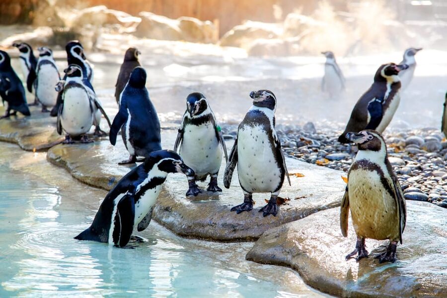 London Zoo: Entry Ticket - Into Africa and Gorilla Kingdom