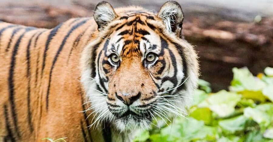 London Zoo: Entry Ticket - Food, seating, toilets, and the practical side