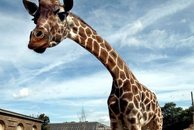 London Zoo: Entry Ticket - Tiger Territory brings the big cats close