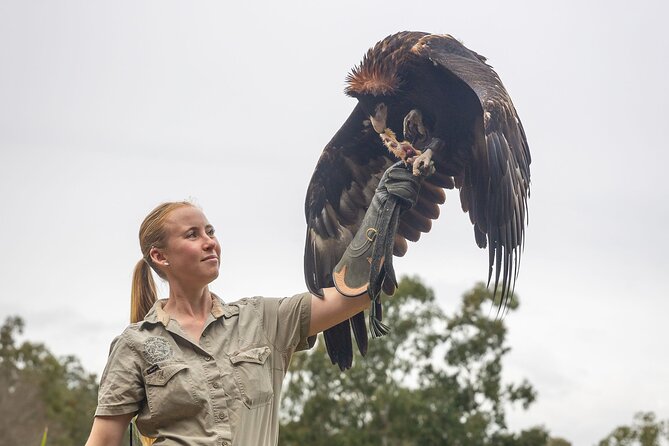 Lone Pine Koala Sanctuary Day Pass - Getting there from Brisbane