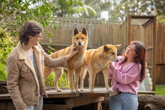 Lone Pine Koala Sanctuary Day Pass - The Kangaroo Reserve and its 150 free-ranging animals