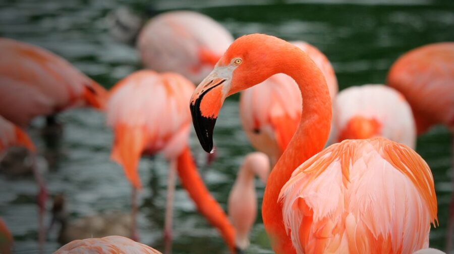 Madrid: Zoo Aquarium Madrid Ticket - Shows, talks, and feeding times