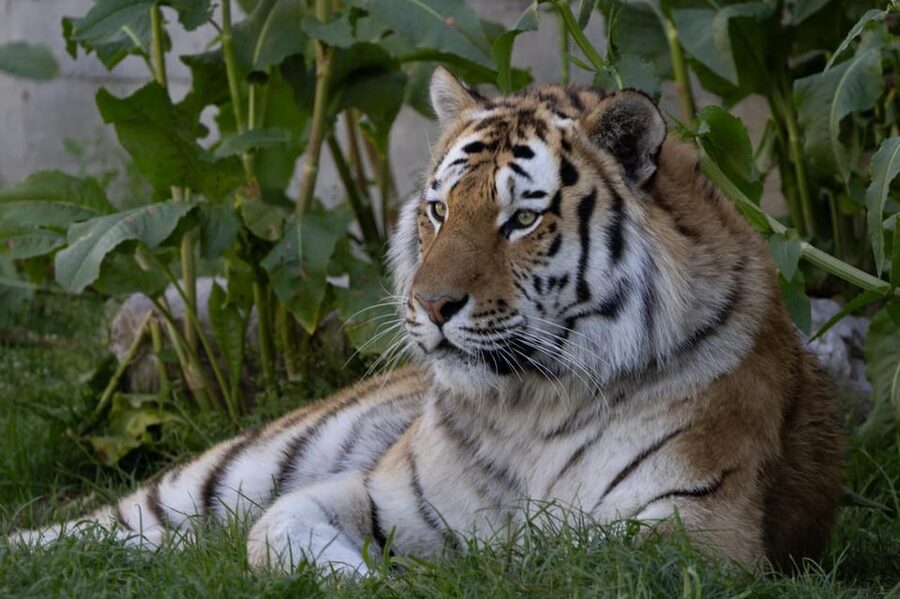 Madrid: Zoo Aquarium Madrid Ticket - Getting there and using the one-day ticket