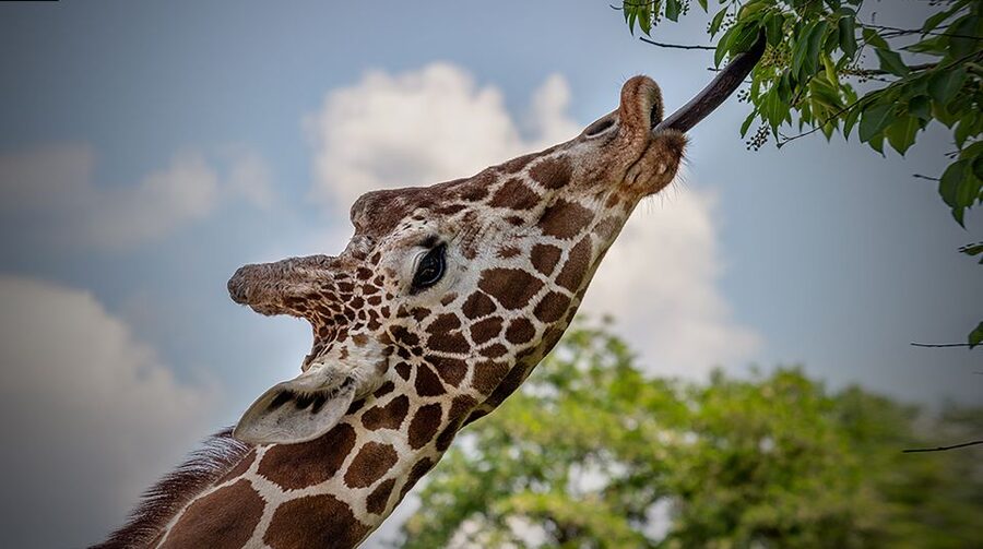 Madrid: Zoo Aquarium Madrid Ticket - Who should book the Zoo Aquarium Madrid?