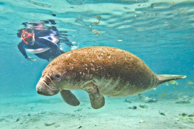 Manatee Snorkeling Adventure Tour with Lunch & Hotel Pickup - Why the Crystal River manatee swim is the main event
