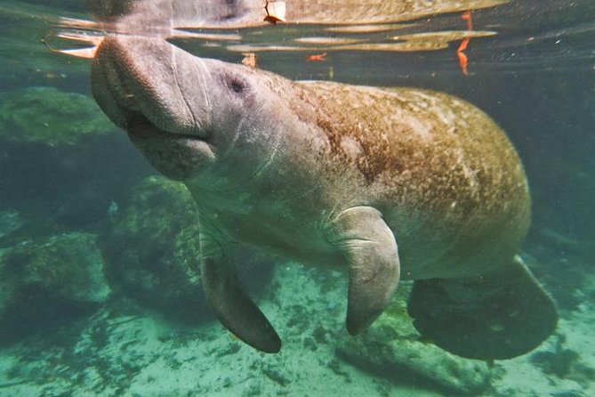 Manatee Snorkeling Adventure Tour with Lunch & Hotel Pickup - Homosassa Springs adds a dependable wildlife stop