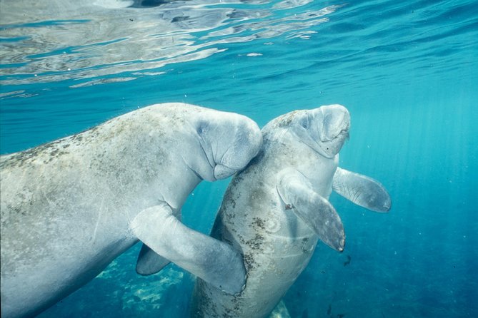Manatee Snorkeling Adventure Tour with Lunch & Hotel Pickup - Lunch is simple, useful, and well timed