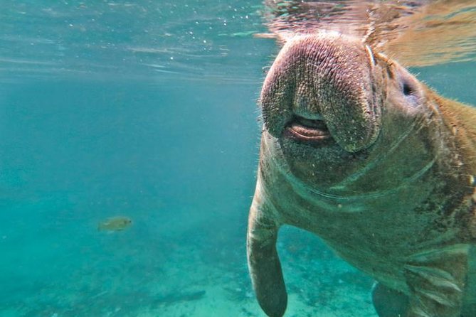 Manatee Snorkeling Adventure Tour with Lunch & Hotel Pickup - The Withlacoochee airboat ride is a fun optional finish