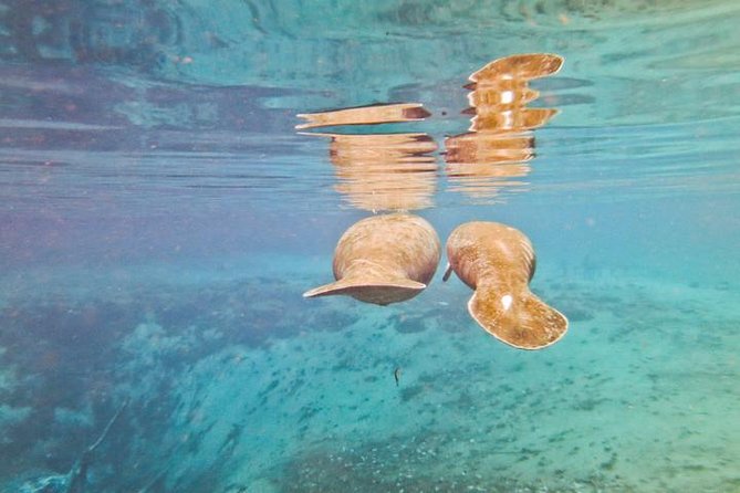 Manatee Snorkeling Adventure Tour with Lunch & Hotel Pickup - Is $169 a fair price from Orlando?