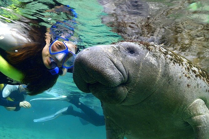 Manatee Snorkeling Adventure Tour with Lunch & Hotel Pickup - Choosing the right season for manatees