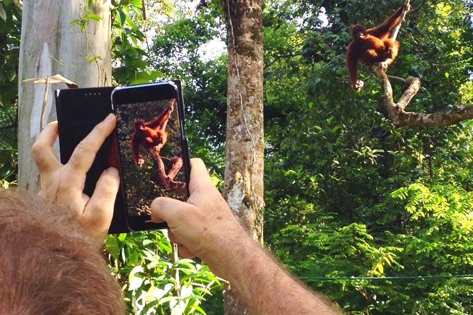 Marvellous Creature Orangutan : Sarawak Semenggoh Wildlife Centre Tour - What the USD 65.26 Price Covers